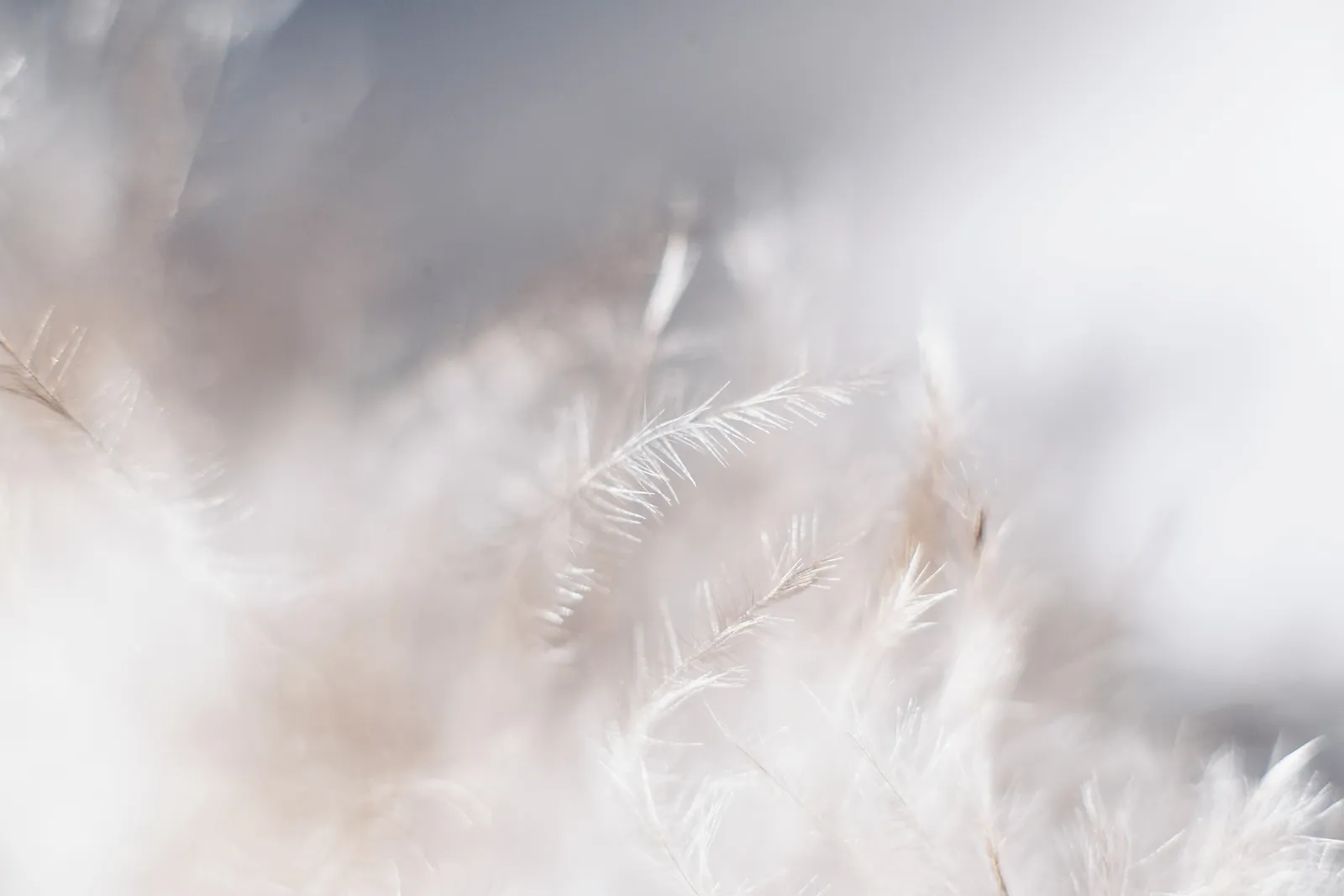 white feathers.jpg